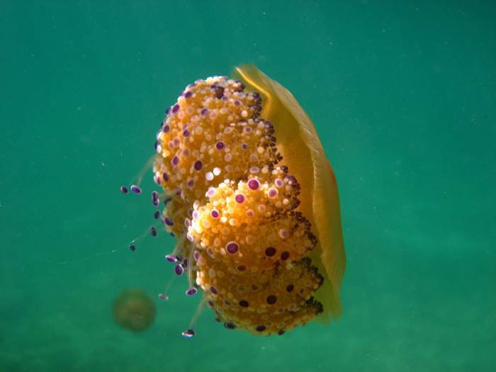 Cotylorhiza tuberculata (Macri, 1778)